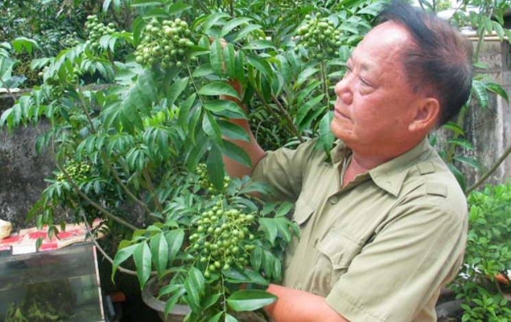  Lạng Sơn: Phát huy hiệu quả kinh tế từ cây nông sản địa phương