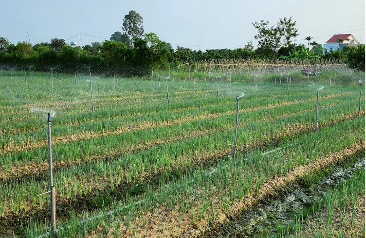 Nghệ An: Công nghệ AI tạo đột phá trong sản xuất nông nghiệp
