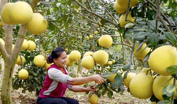 Phú Thọ: Ngăn chặn sâu bệnh gây hại, đảm bảo chất lượng bưởi xuất khẩu