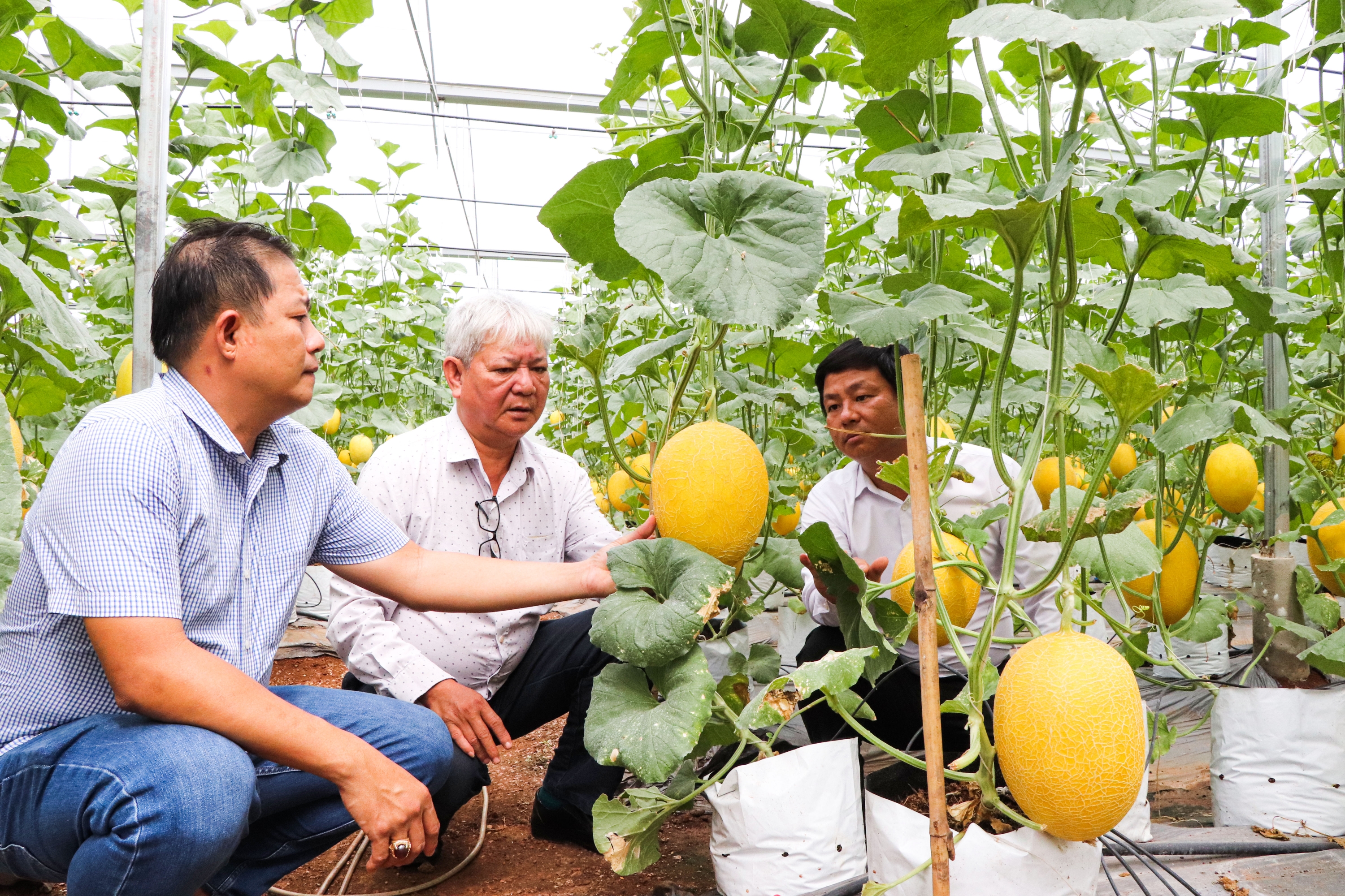 Tập huấn kỹ thuật trồng dưa lưới công nghệ cao cho nông dân xã Trừ Văn Thố