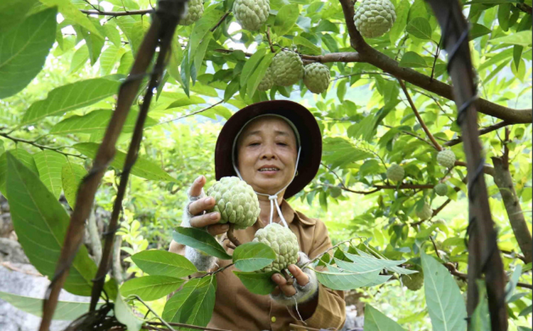 Bảo hộ chỉ dẫn địa lý giúp nâng tầm thương hiệu nông sản