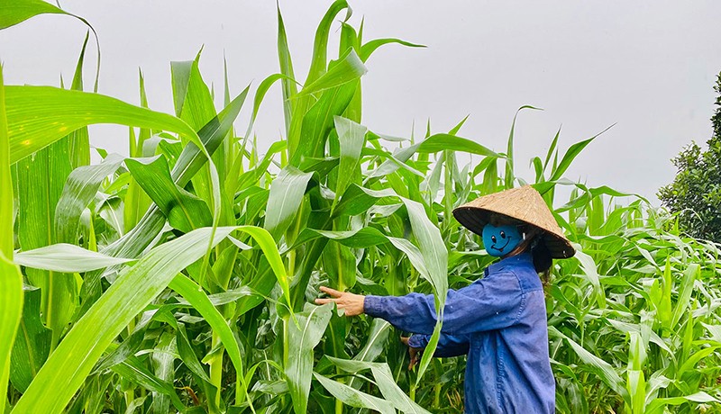 Lào Cai: Nhân rộng mô hình trồng ngô sinh khối, chủ động nguồn thức ăn cho gia súc