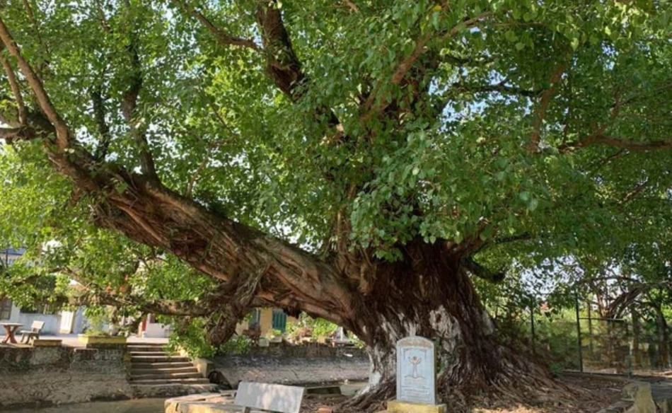 Bồ đề hơn 200 tuổi ở Tam Hưng được công nhận Cây Di sản Việt Nam