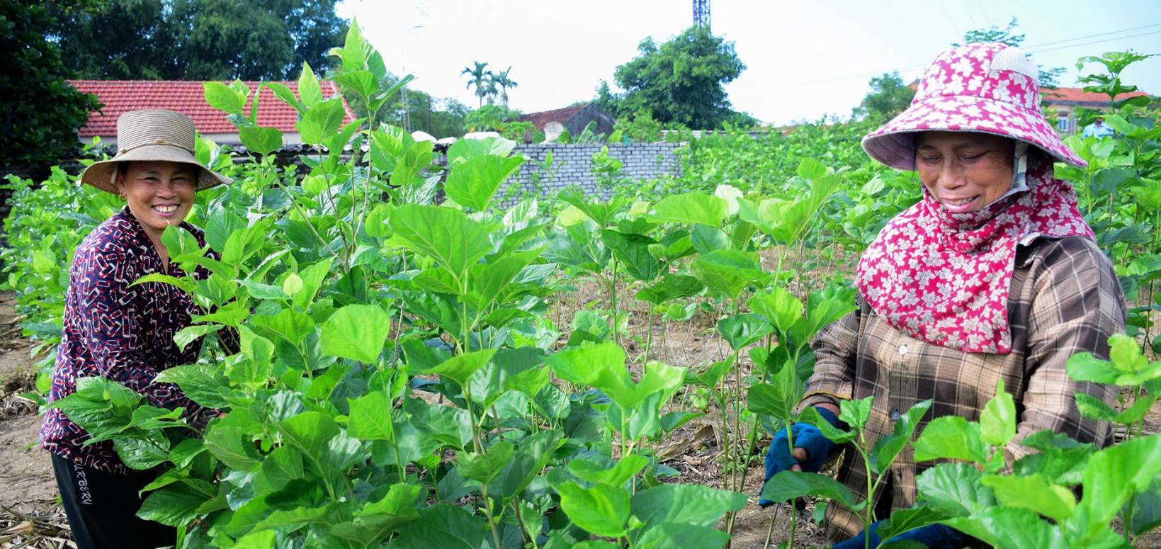 Lâm Đồng: Nhân rộng diện tích trồng dâu, nuôi tằm