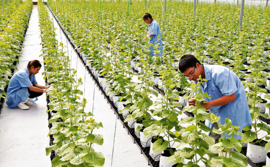 Tăng sức hút đầu tư vào nông nghiệp công nghệ cao