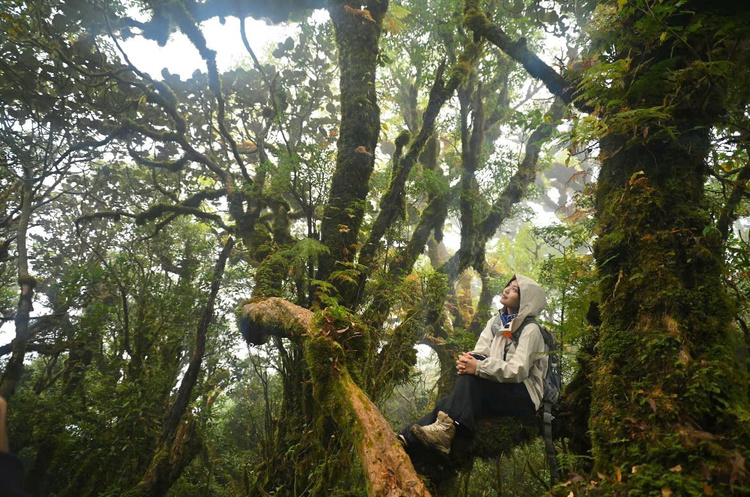 Khám phá Sa Mu: Hành trình giữ gìn giá trị xanh giữa đại ngàn