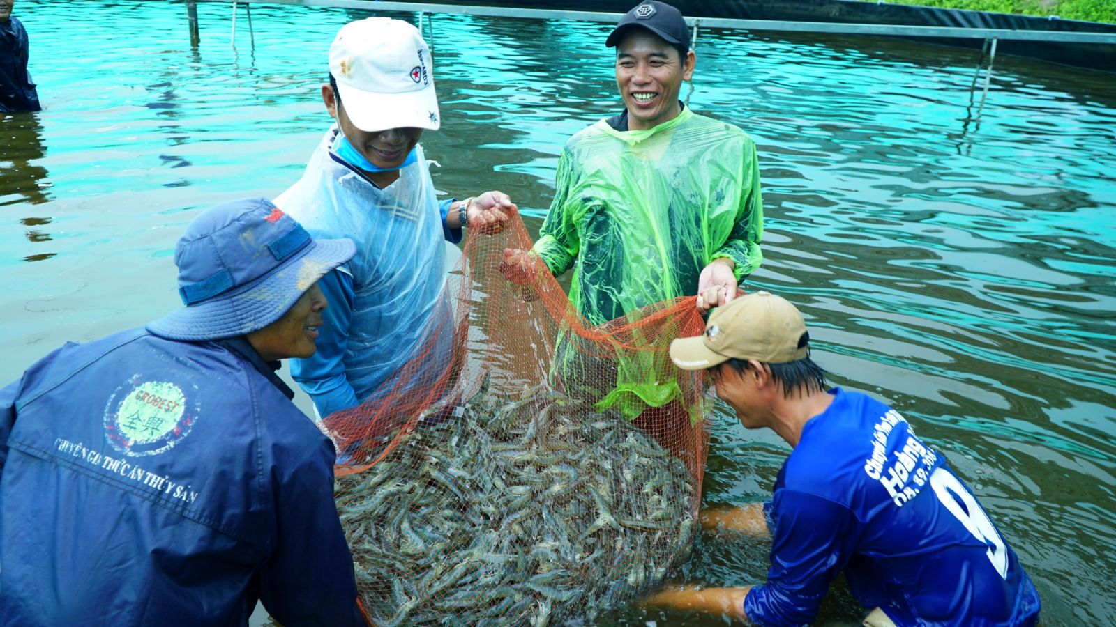 Cần Thơ: Khai thác lợi thế, tiềm năng vùng nuôi tôm ven đê Lai Hòa 