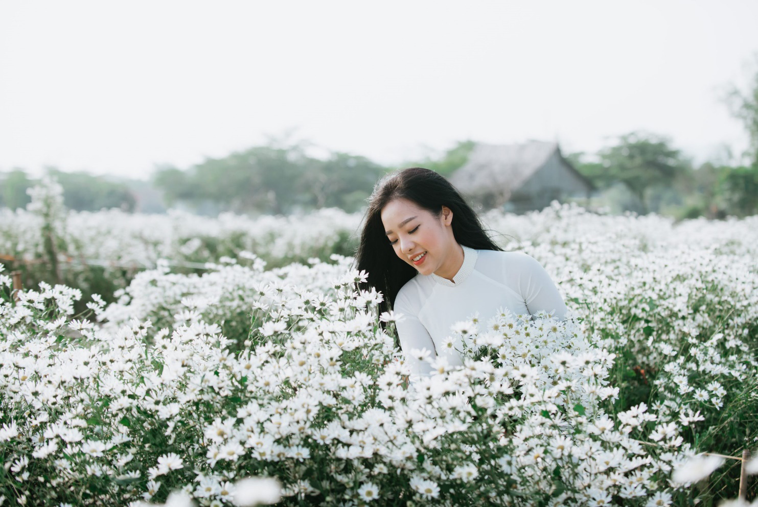 Hà Nội “dịu dàng” mùa cúc hoạ mi