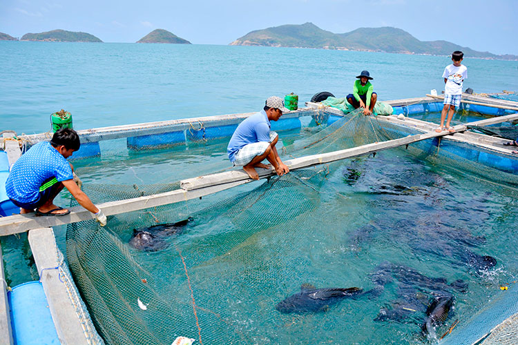 Xã Đầm Hà hướng tới xây dựng mô hình kinh tế biển hiệu quả, bền vững