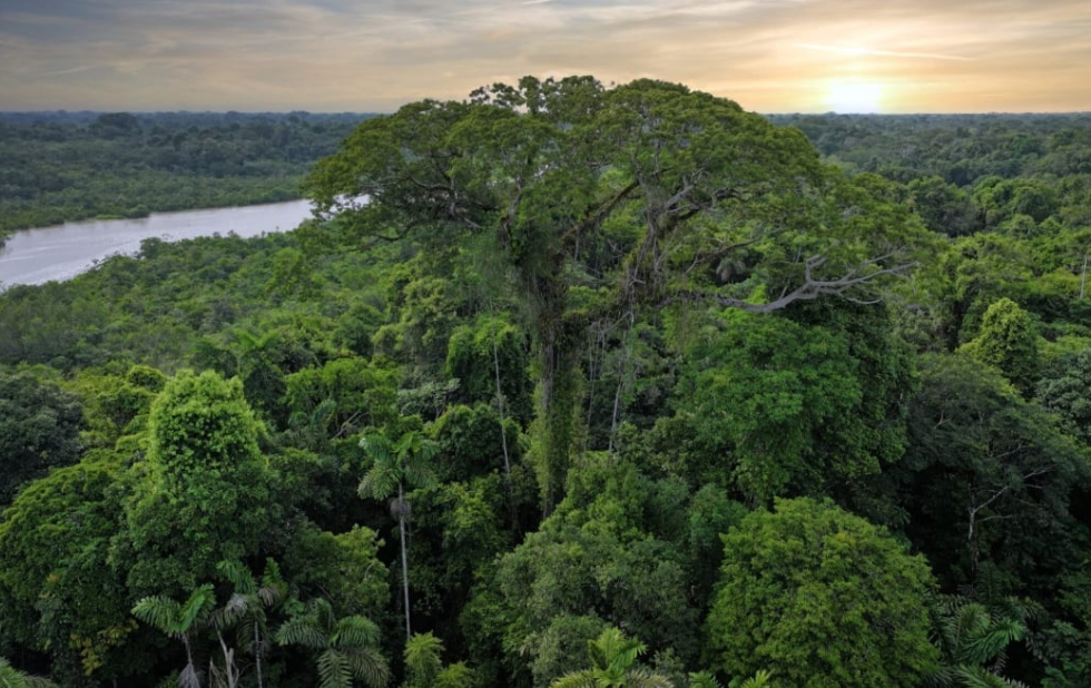 Brazil công bố chiến lược bảo vệ rừng Amazon trong giai đoạn mới