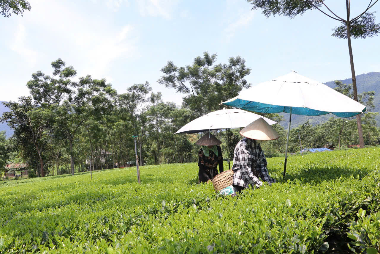 Khẳng định vị thế vùng chè đặc sản tại Thái Nguyên