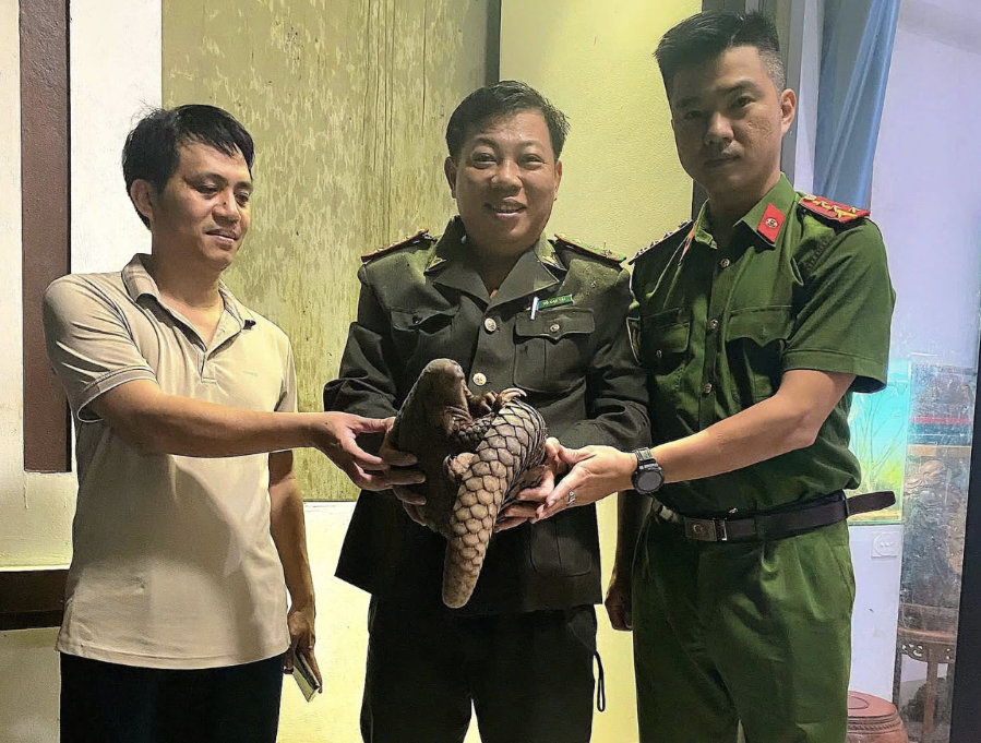 Người dân ở Quảng Trị tự nguyện giao nộp tê tê quý hiếm