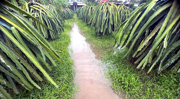 Đồng Tháp: Linh hoạt, chủ động bảo vệ sản xuất trước lũ và triều cường