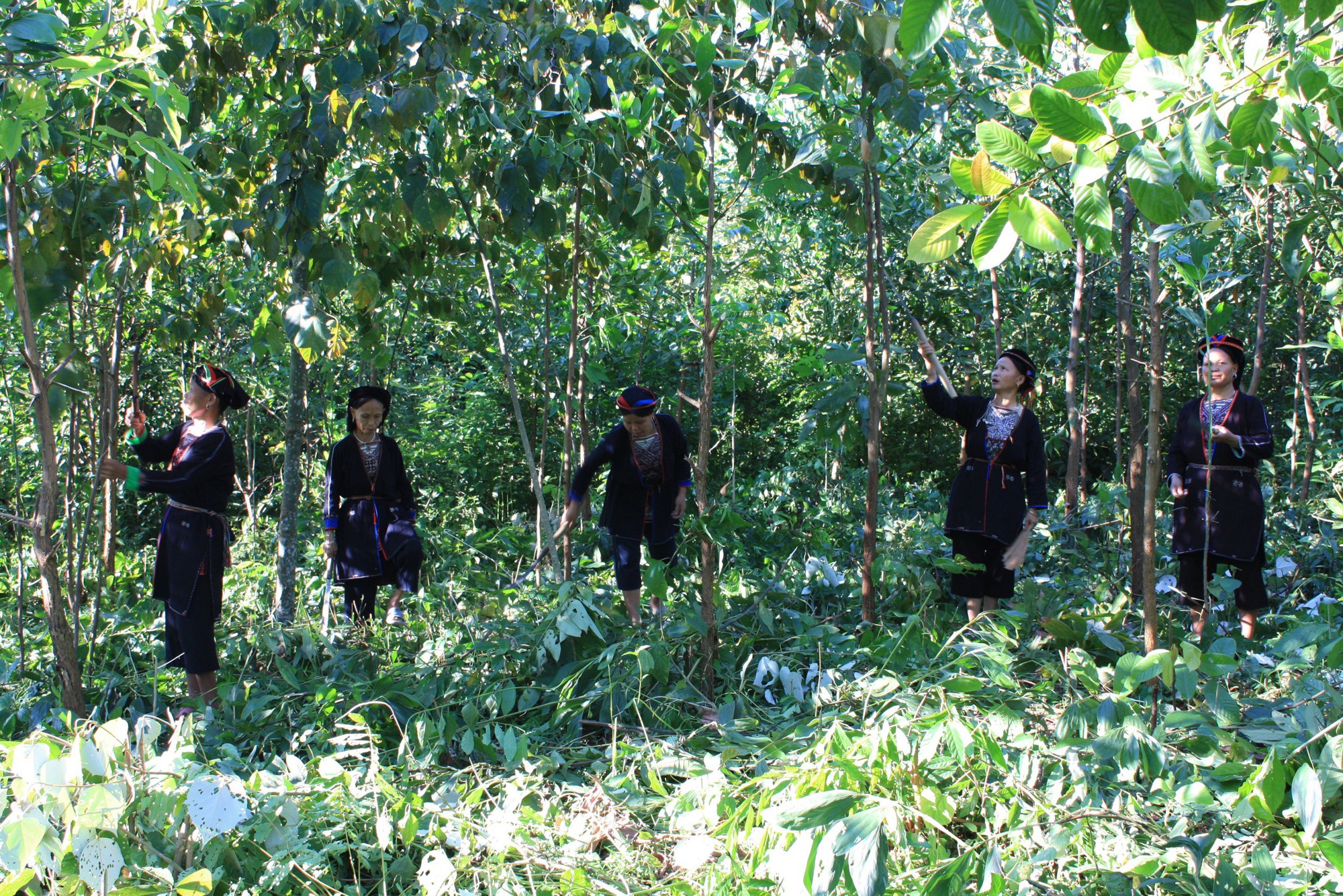 Cần Thơ: Triển khai quy định giao, cho thuê và chuyển đổi mục đích sử dụng rừng