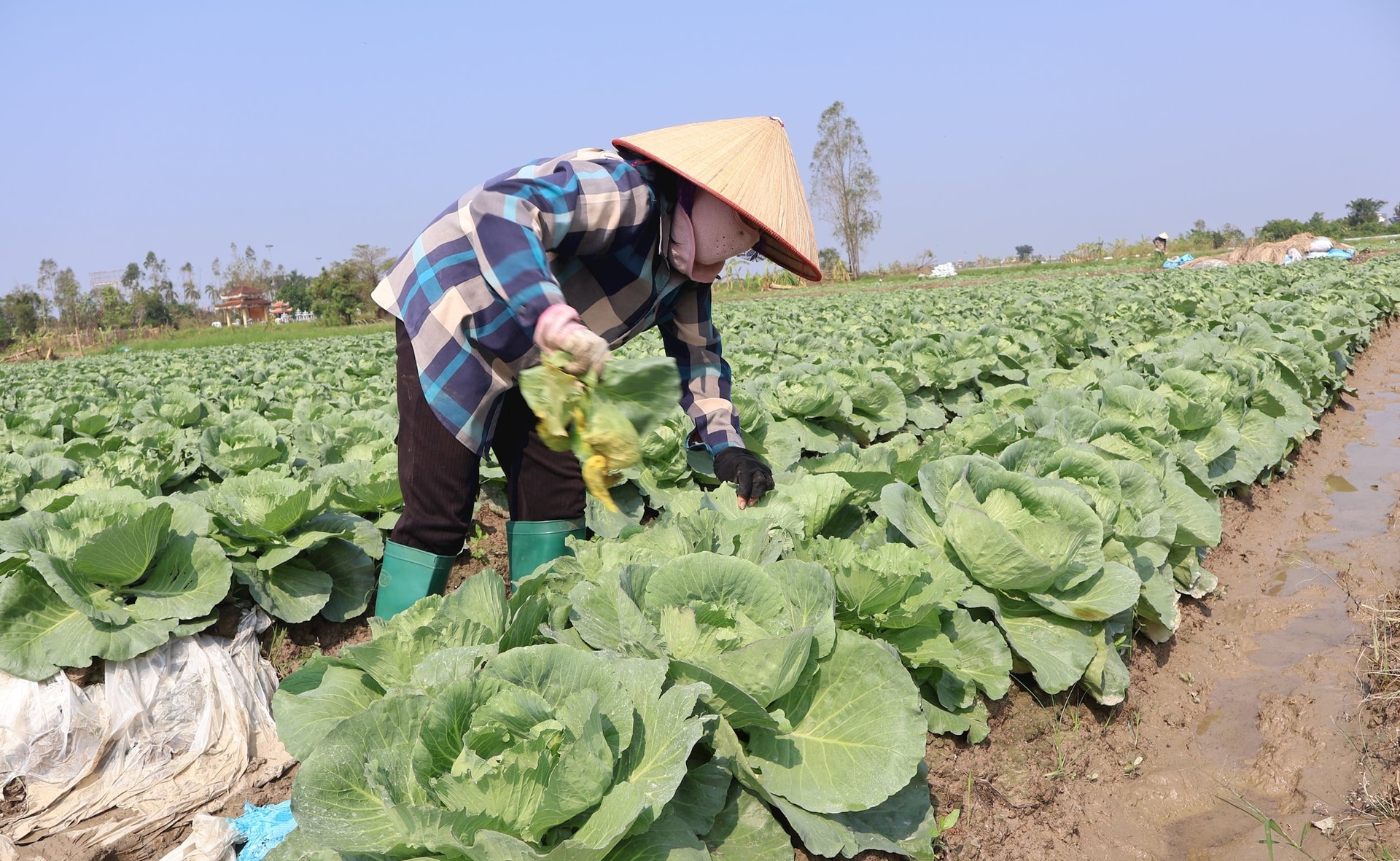 Mở rộng vùng trồng cây vụ đông, tăng hiệu quả kinh tế nông nghiệp