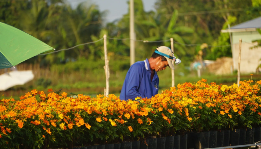 Tăng giá trị kinh tế từ canh tác 'nông nghiệp xanh' tại xã Tân Khánh Trung