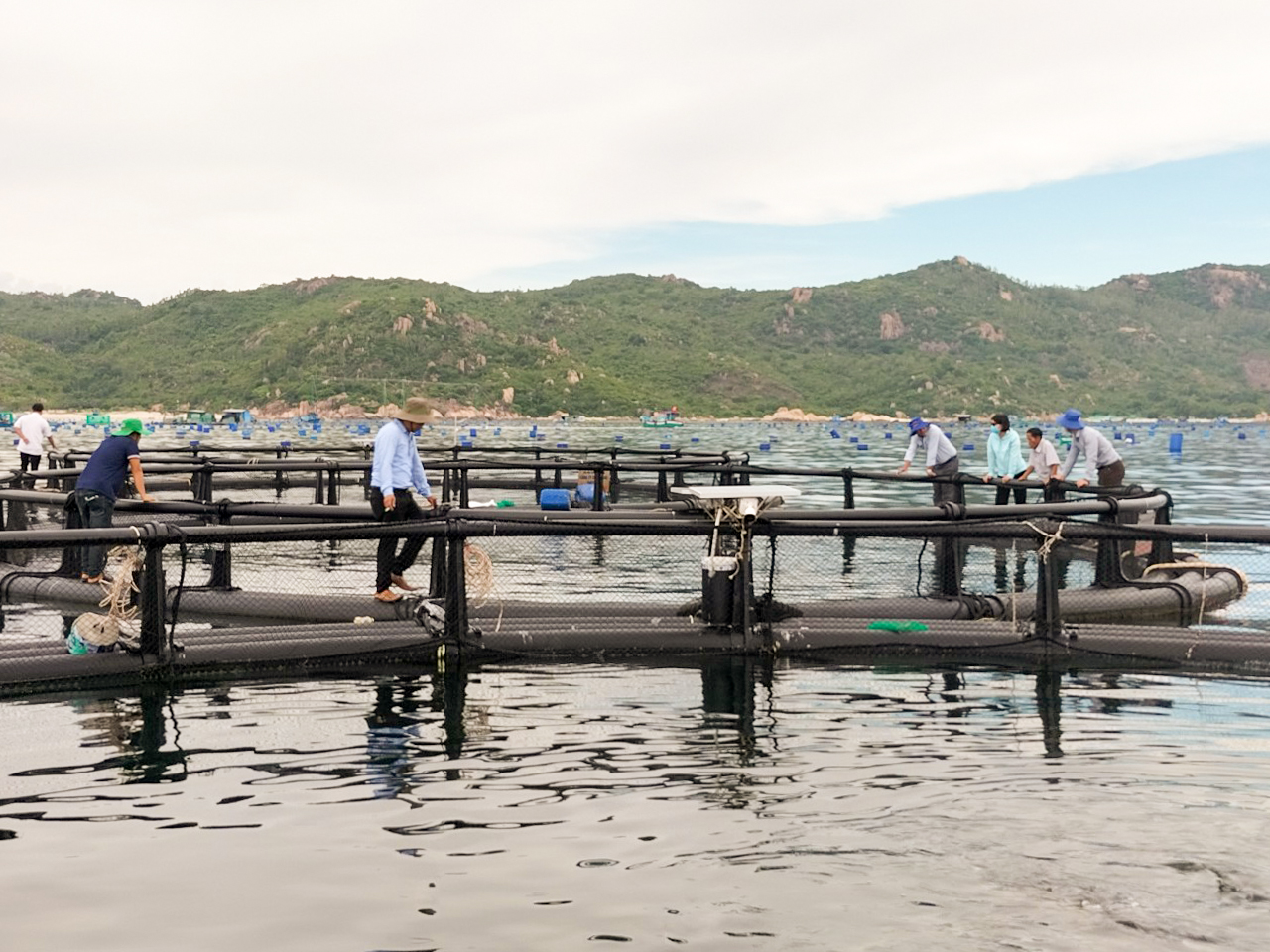Hiệu quả cao từ ứng dụng công nghệ lồng HDPE trong nuôi biển