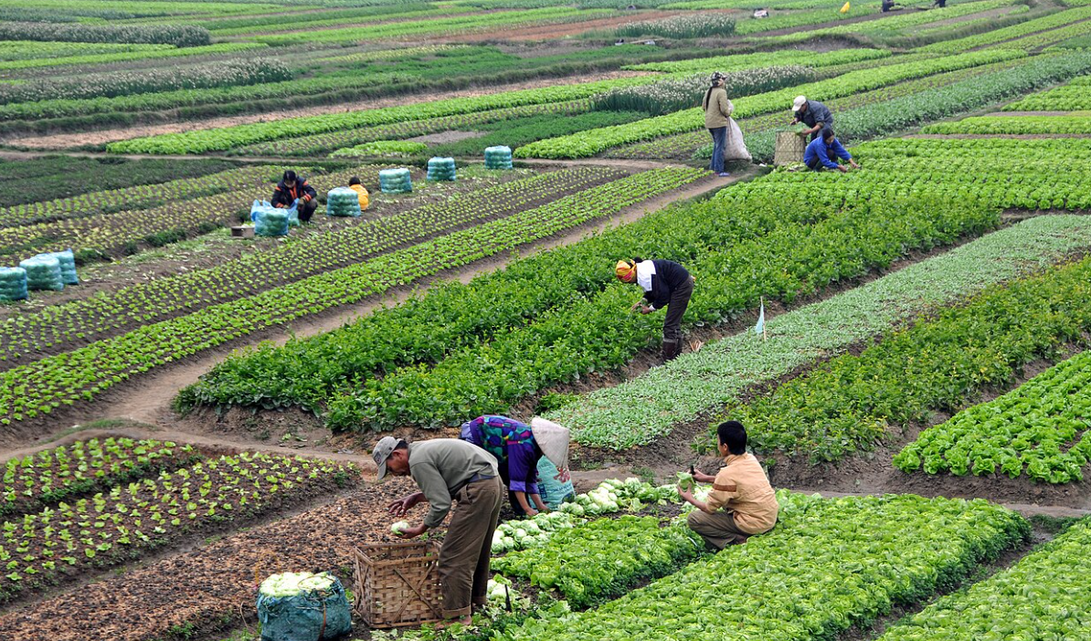 Hà Nội: Triển khai chính sách khuyến khích phát triển nông nghiệp