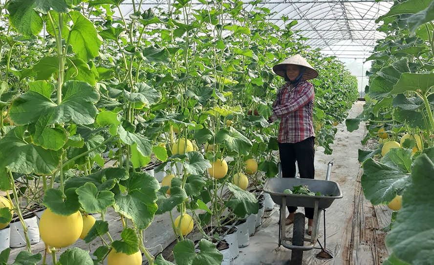 Thái Nguyên: Phát triển nông nghiệp thông minh gắn với xây dựng nông thôn mới