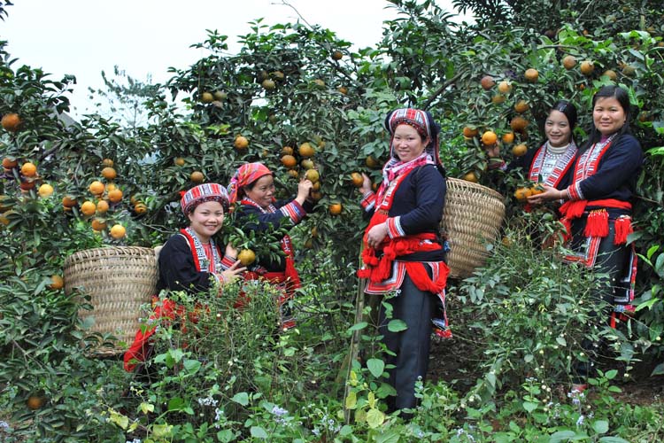 Sơn La: Tập trung mở rộng diện tích cây ăn quả tại xã Phiêng Khoài