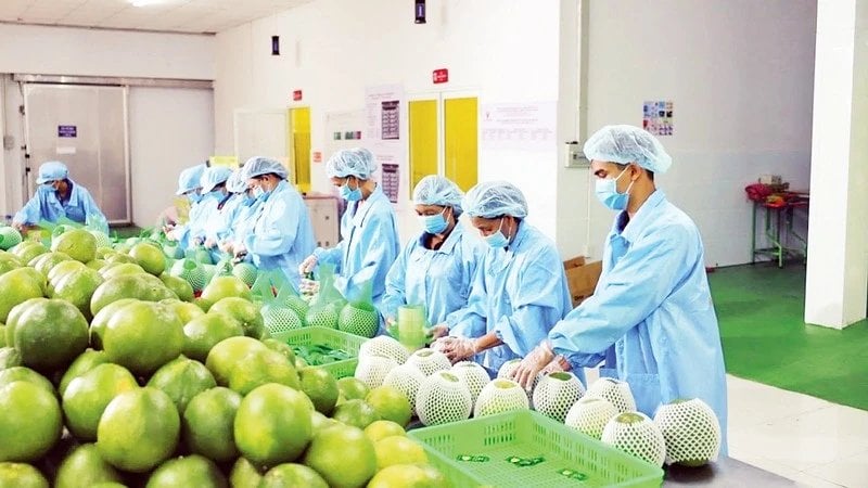 Quảng Ngãi: Kết nối doanh nghiệp, nâng tầm giá trị nông sản