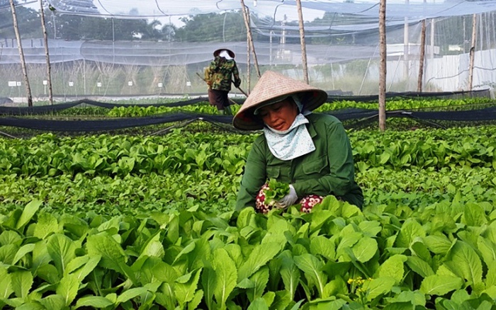Hải Phòng: Hơn 15.500ha rau, quả sản xuất theo quy trình an toàn