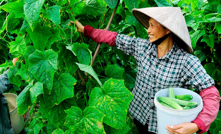 1 xã của Tuyên Quang thu hơn 2,5 tỷ đồng từ trồng dưa chuột