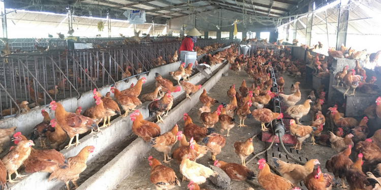 Xây dựng chuỗi giá trị bền vững cho ngành chăn nuôi