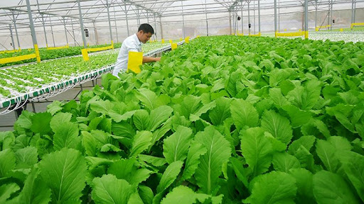Ninh Bình: Tạo đột phá từ các mô hình nông nghiệp hữu cơ
