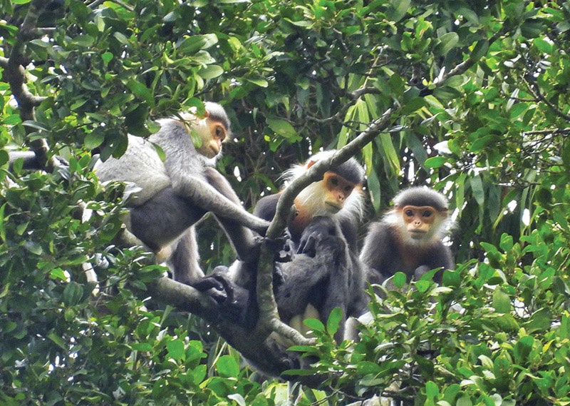 Bảo tồn đa dạng sinh học tại Khu bảo tồn thiên nhiên Ea Sô