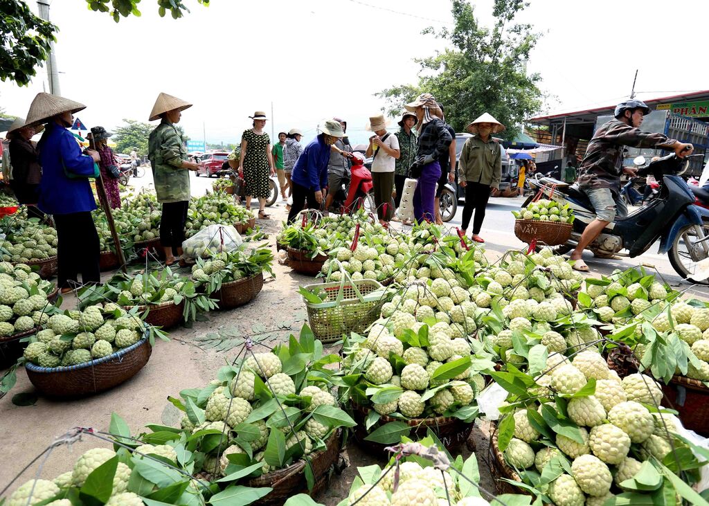 Nông dân Lạng Sơn thu nhập cao từ cây ăn quả