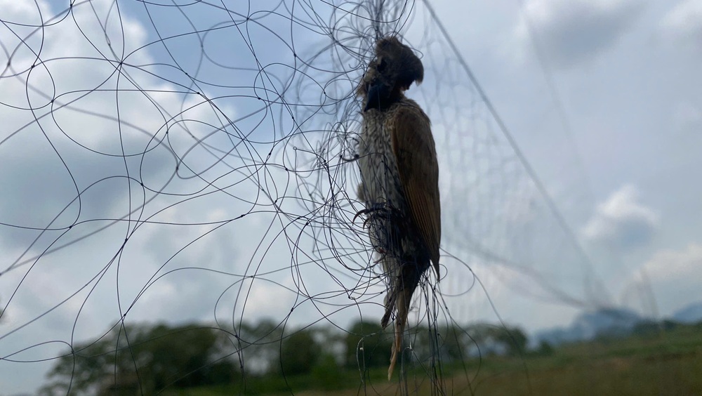 Báo động nạn tận diệt chim trời ở Ninh Bình