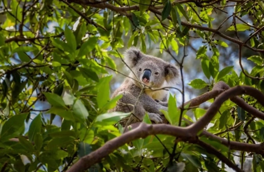Australia: Thành lập Công viên quốc gia Great Koala