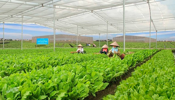  Khẳng định thương hiệu nông sản từ sản xuất nông nghiệp hữu cơ