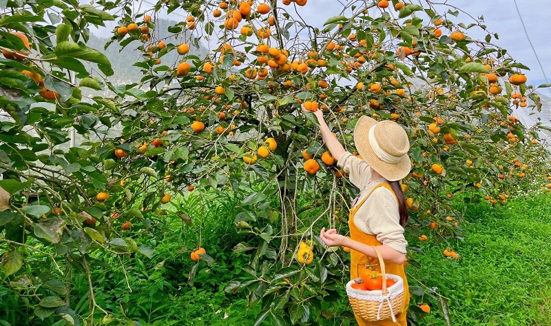 Mùa hồng chín ở Măng Đen