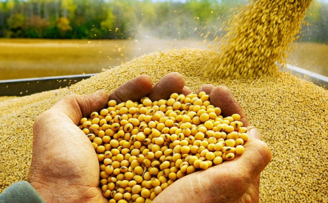 Trung Quốc ngừng mua đậu tương từ Mỹ