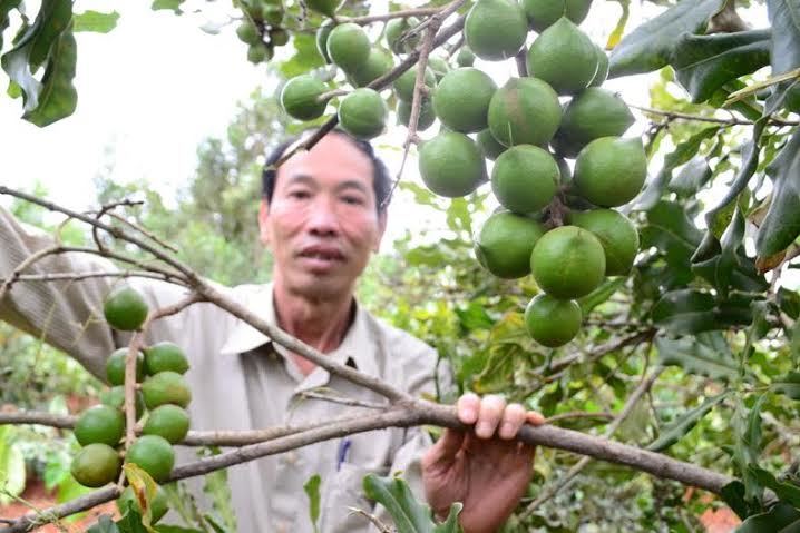 Nhân rộng mô hình trồng mắc ca, tạo sinh kế bền vững