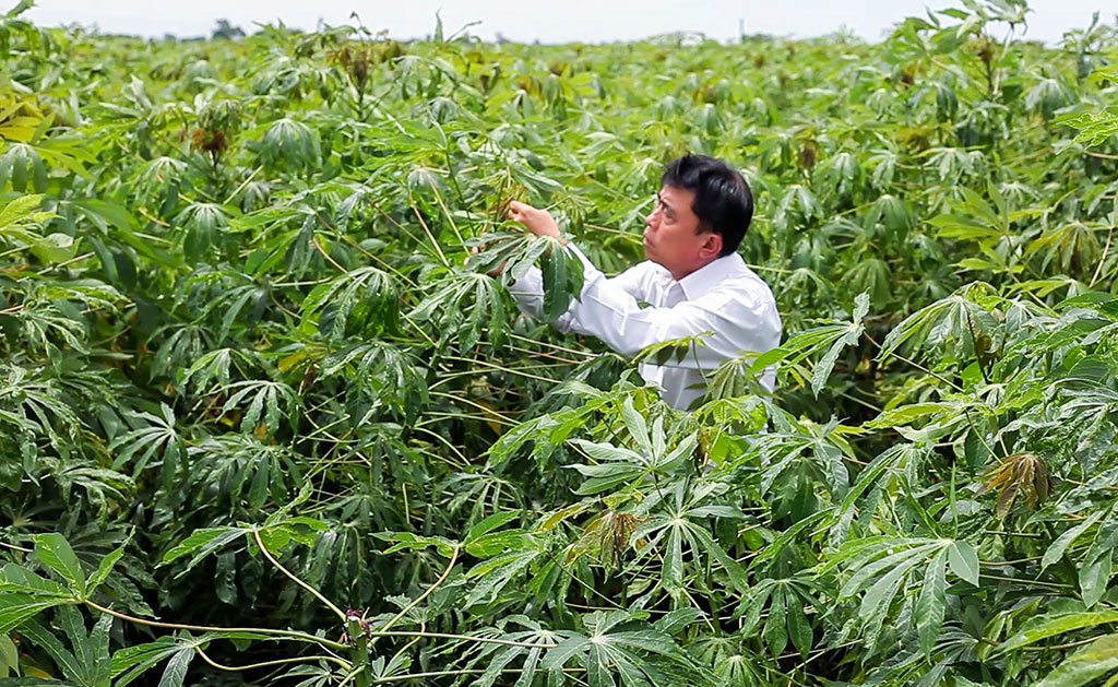 Hơn 7.000 ha sắn ở Quảng Ngãi bị khảm lá
