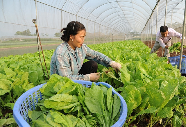 Hải Phòng: Liên kết sản xuất tiêu thụ, tạo sức bật cho ngành nông nghiệp