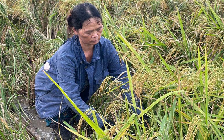 Nông dân Ninh Bình khẩn trương thu hoạch lúa trước khi bão số 11 ảnh hưởng