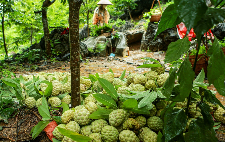 Nhiều chuyển biến tích cực trong tái cơ cấu ngành nông nghiệp ở Lạng Sơn