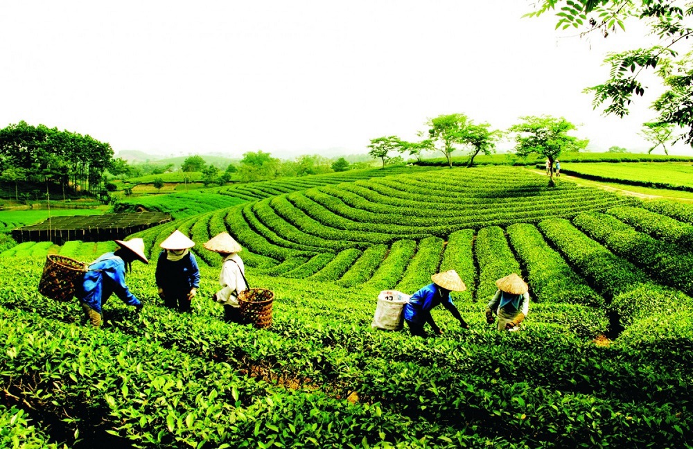 Điều chỉnh, bổ sung một số quy định về Quỹ hỗ trợ phát triển hợp tác xã