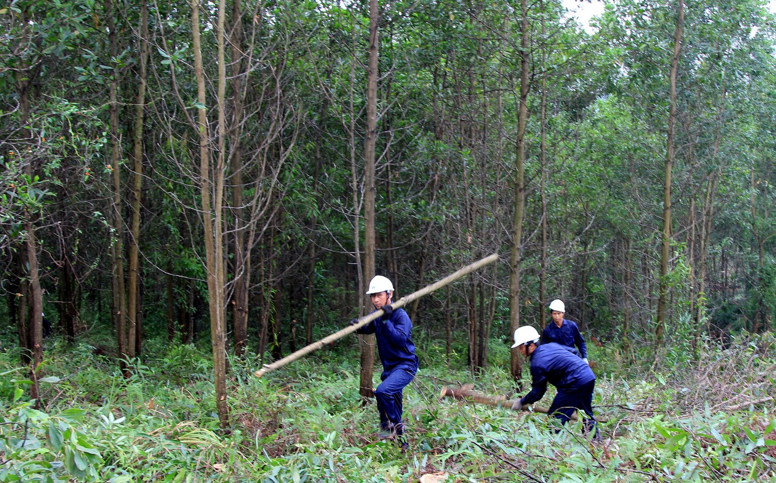 Tuyên Quang: Trên 84.000 ha rừng được cấp chứng chỉ FSC theo chuẩn quốc tế