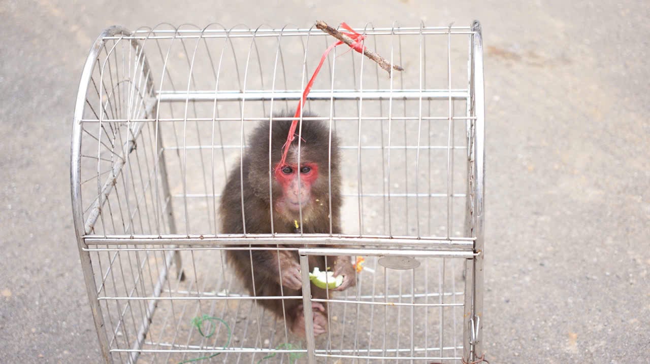  Lào Cai: Người dân giao nộp cá thể khỉ mặt đỏ quý hiếm