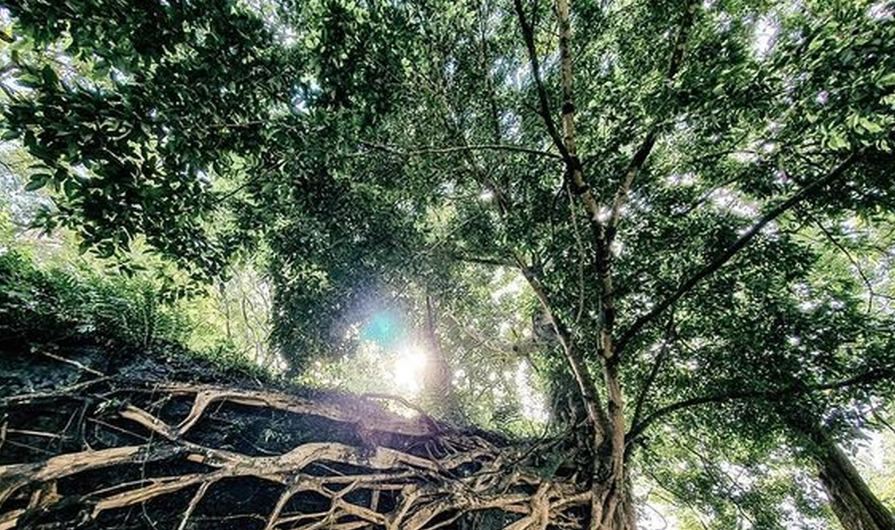 Hà Nội: Si cổ thụ hơn 250 tuổi được công nhận Cây Di sản Việt Nam