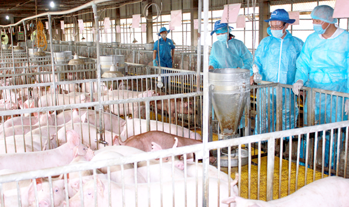 Hải Phòng: Hiện đại hóa chăn nuôi theo hướng công nghệ cao