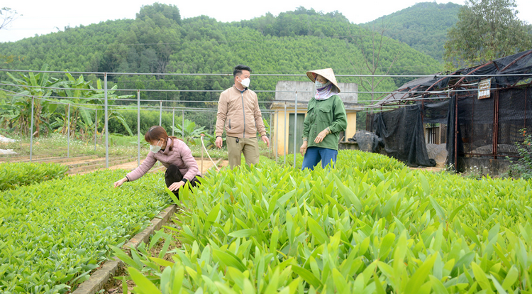 Lào Cai chuẩn bị hơn 81 triệu cây giống phục vụ trồng rừng năm 2026