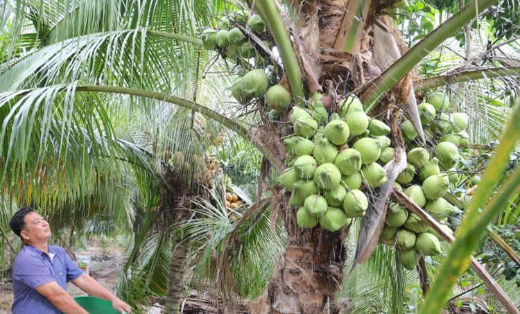 Vĩnh Long: Phát triển thêm 6.000ha dừa hữu cơ trong năm 2026