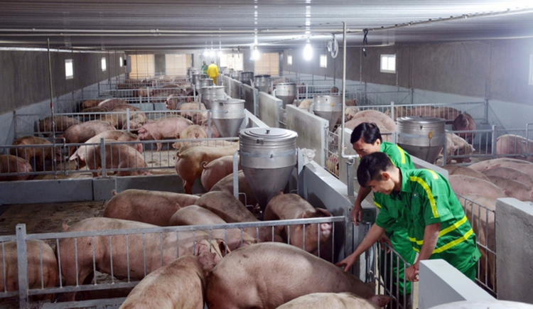 Tuyên Quang: Phát huy tiềm năng, lợi thế sản xuất nông nghiệp