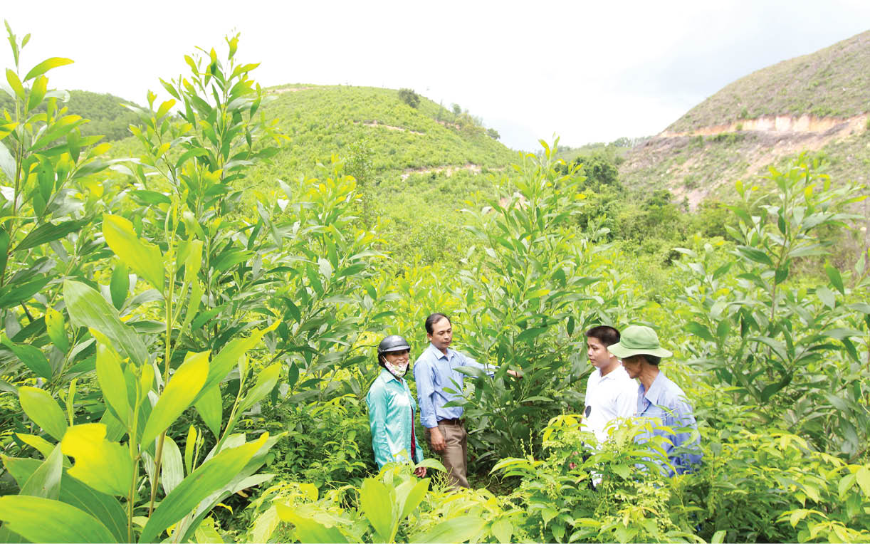 Cần Thơ trồng hơn 151.000 cây phân tán trong tháng 11 năm 2025